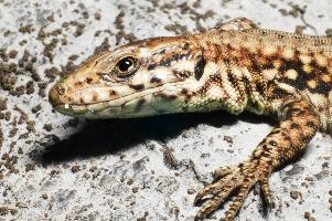 Podarcis muralis; wall lizard basking on house wall, Sargans, portrait, wildlife, wild, basking, animal, sunshine, reptile, earhole, lizard, scales, wall, goot, muralis, foreleg, podarcis, eyes, lacerta, head